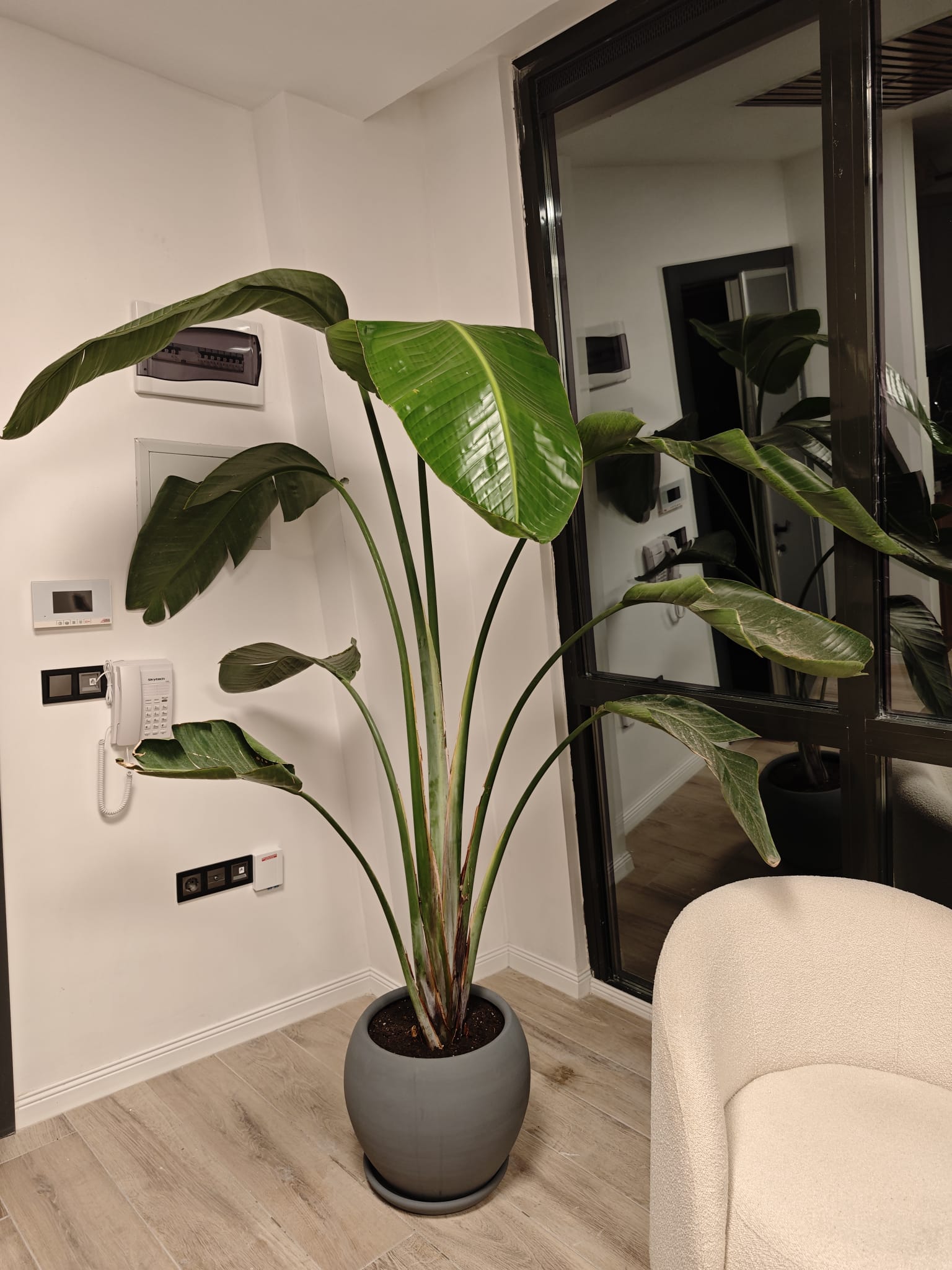 starliçe 220-250cm seramik saksılı
