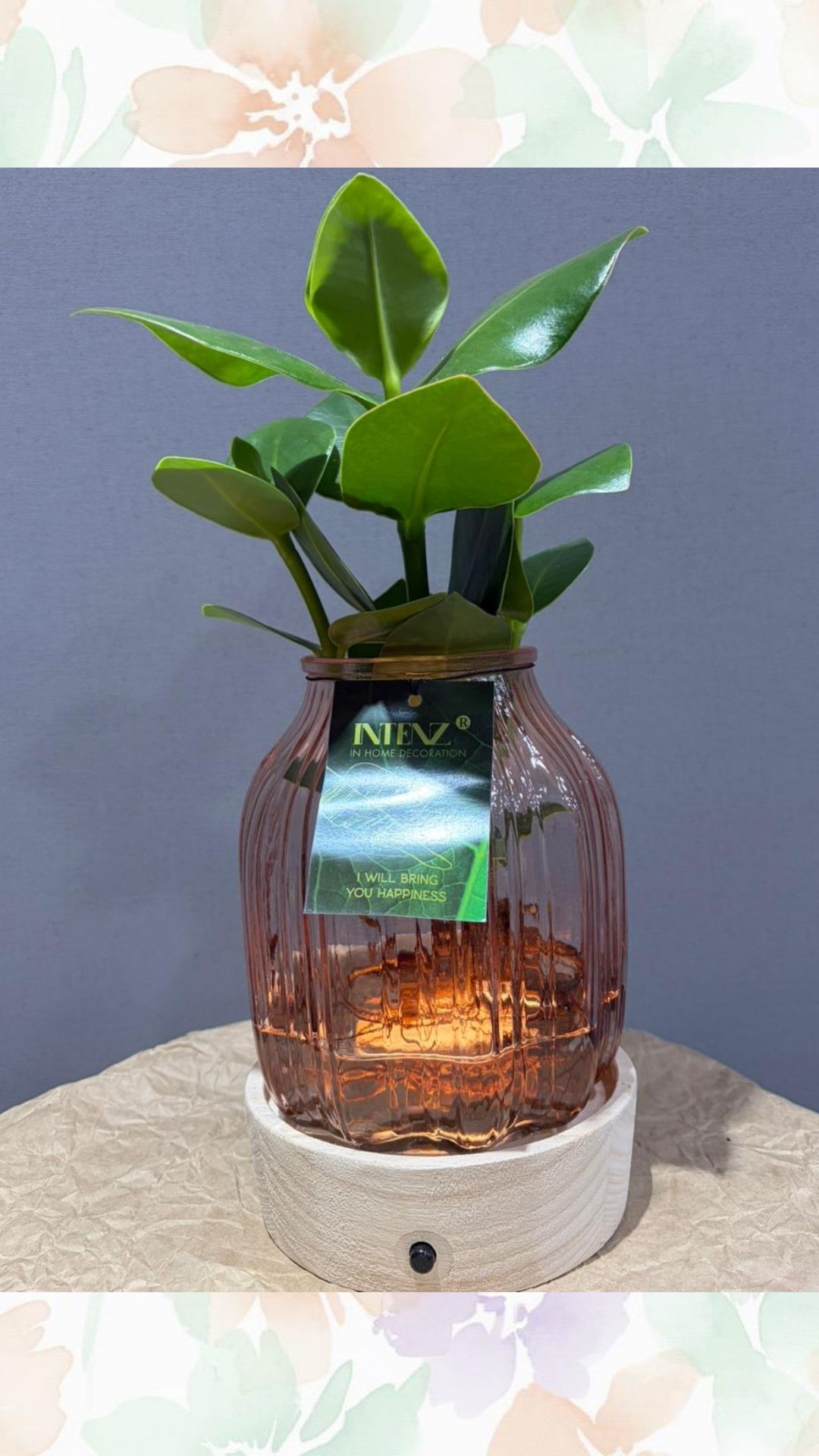 su kültürü özel cam ışıklı tasarım vazoda calethia ( premium ürün)