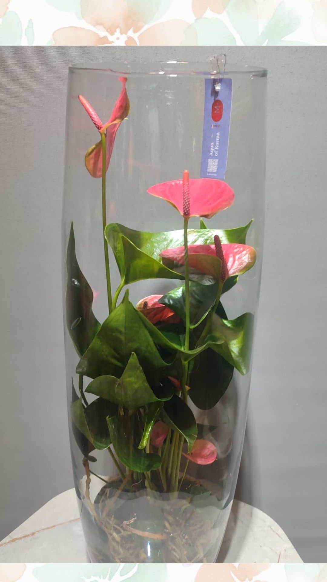 su kültürü özel cam vazoda anthorium( premium ürün)