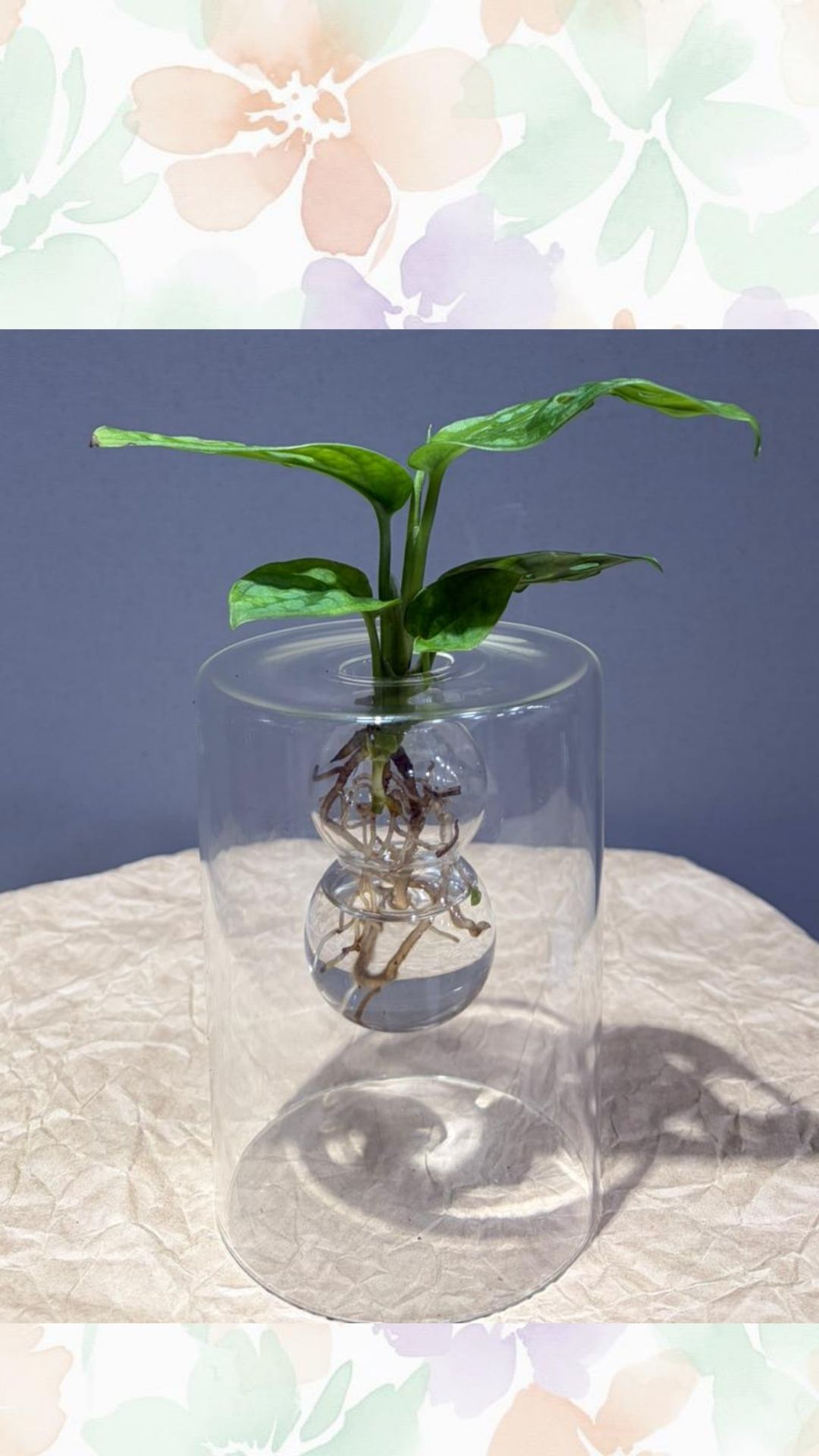su kültürü özel cam vazoda calethia ( premium ürün)
