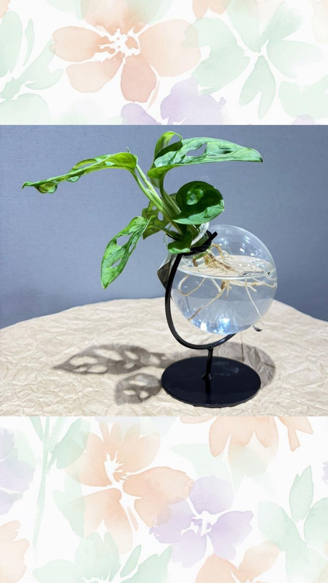 su kültürü özel cam vazoda mankey monstera