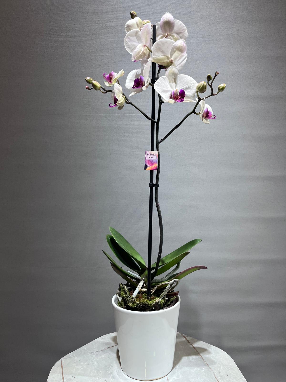 Tek Dallı Renkli Orkide (İTHAL- Seramik Saksılı)