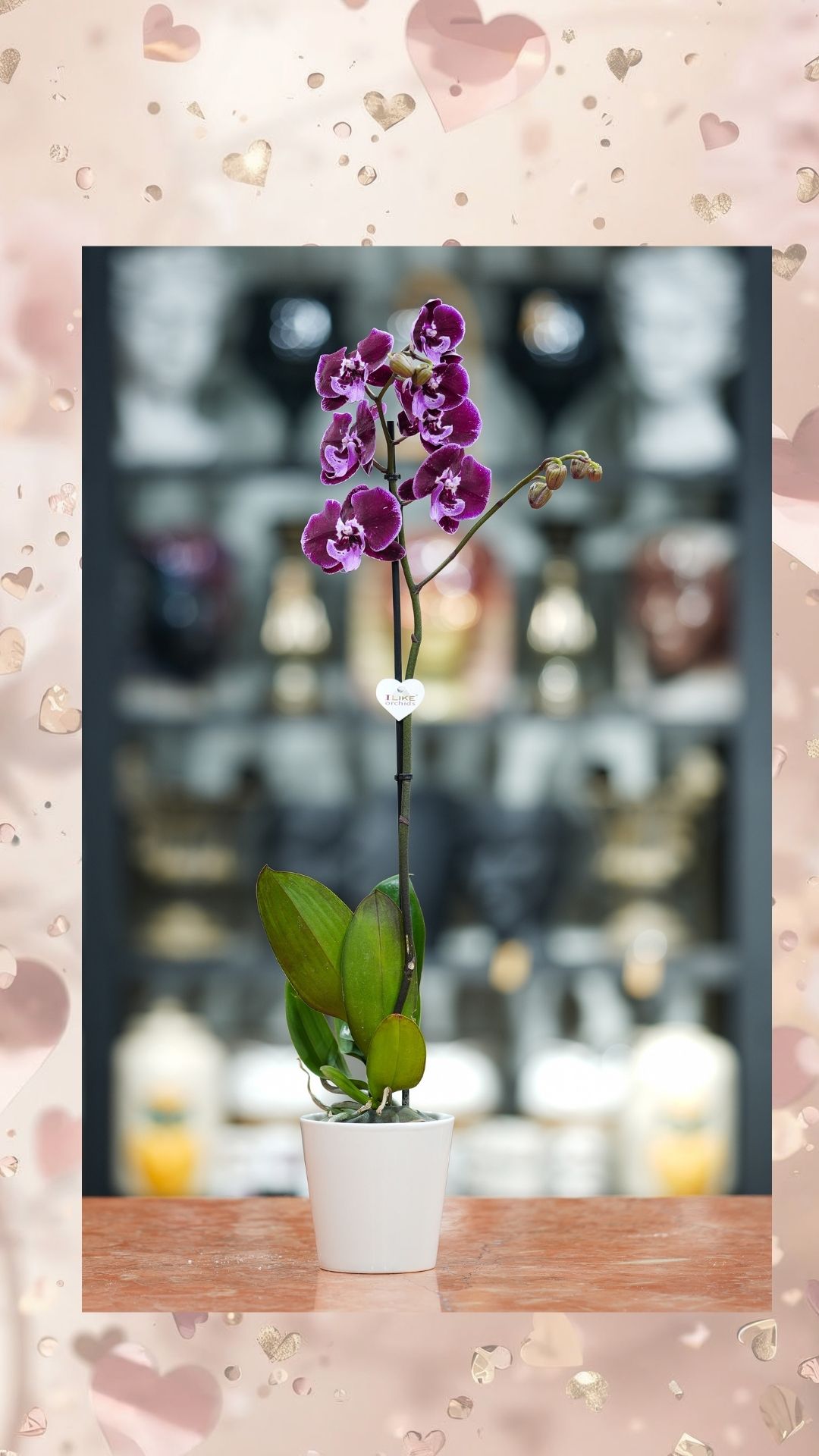 Tek Dallı Renkli Orkide İTHAL- Seramik Saksılı