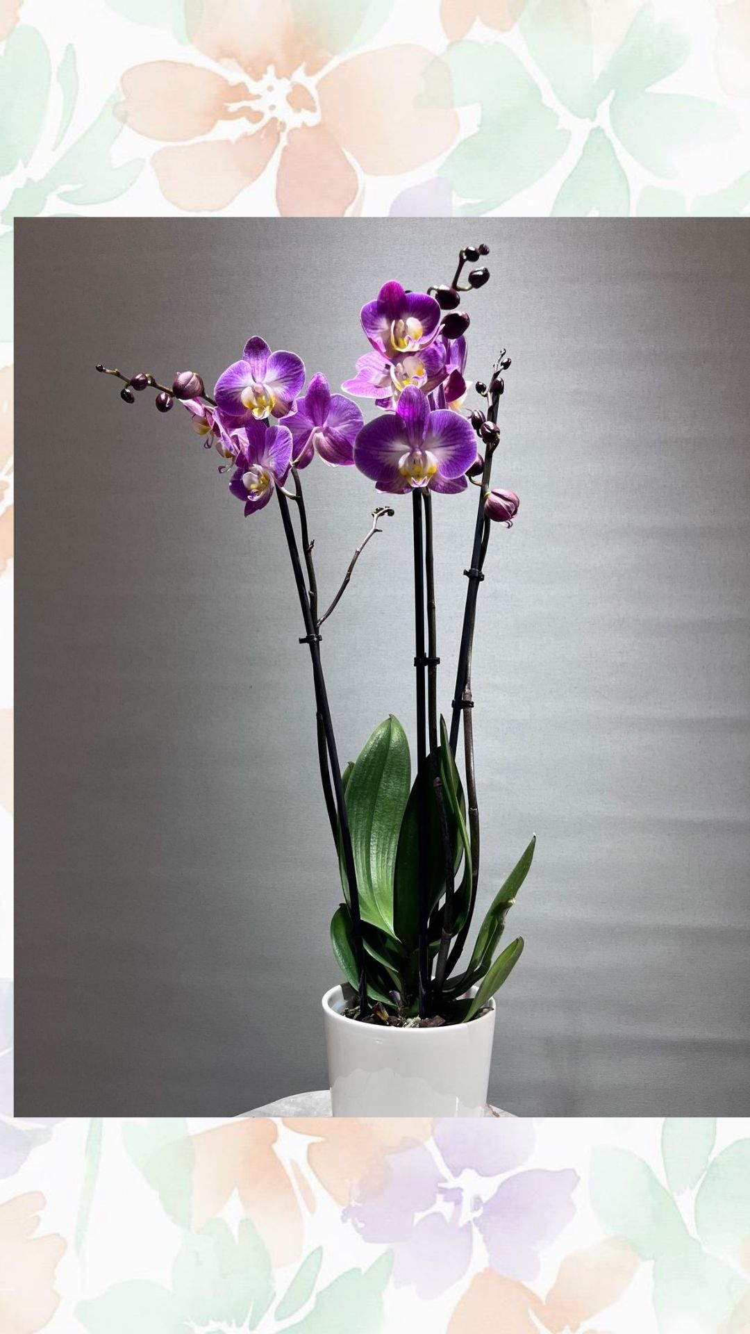 Üç Dallı renkli Orkide (İTHAL- Seramik Saksılı)