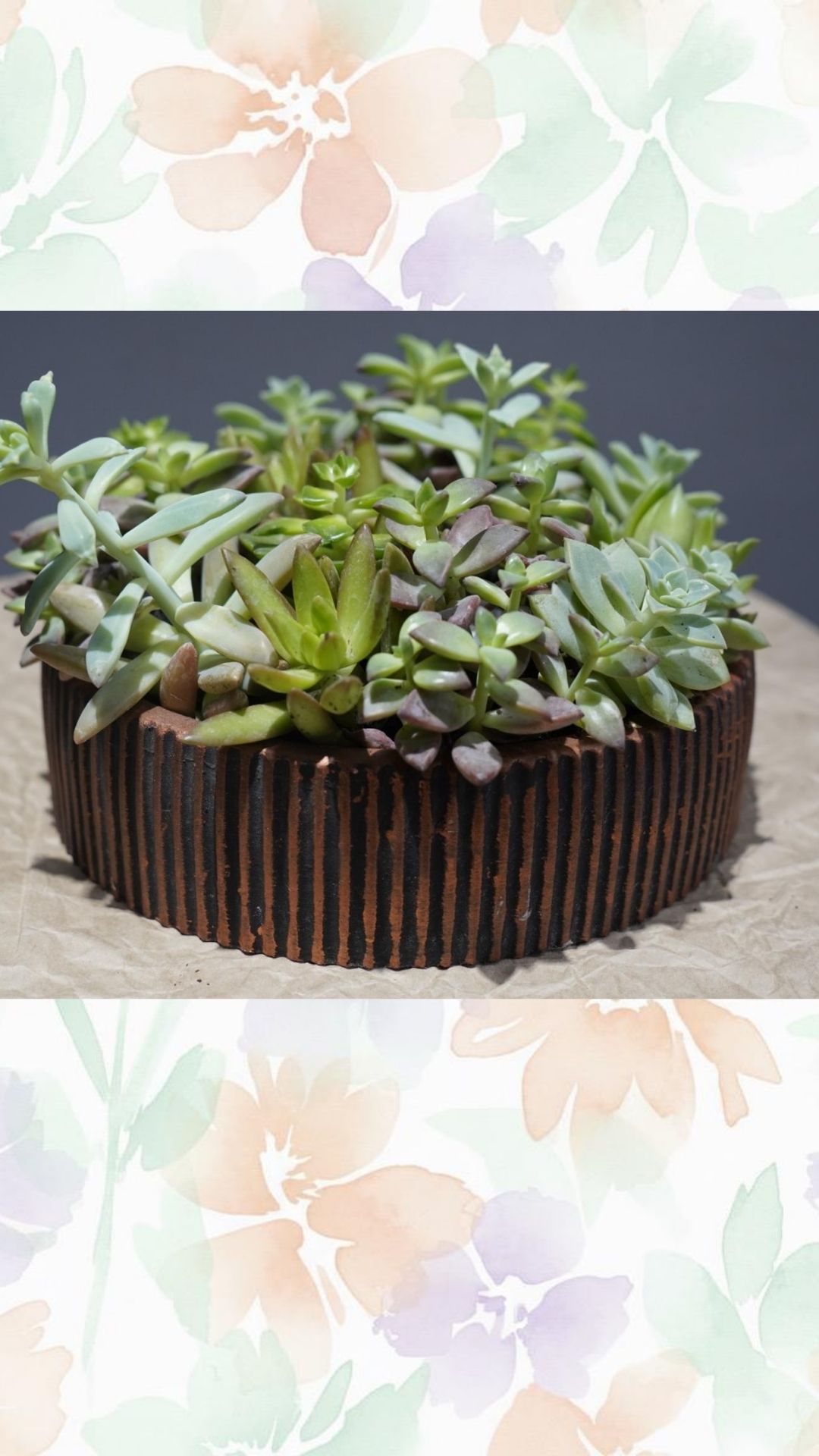 yuvarlak büyük skulent arajmanı